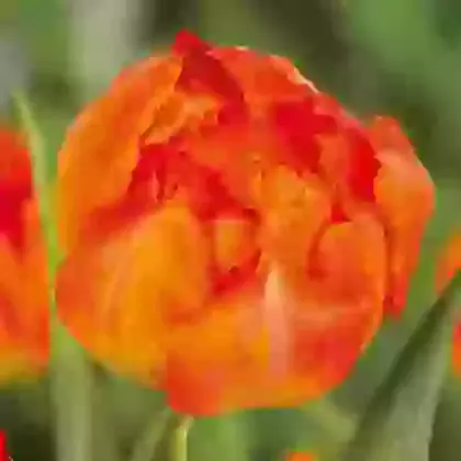Monte Orange